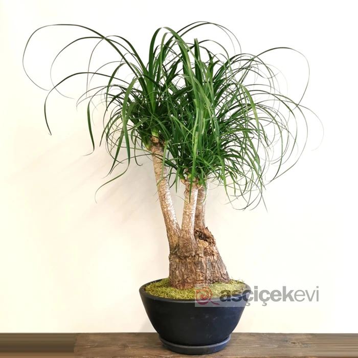 Nolina Recurvata Bonsai