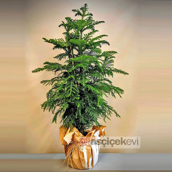 Araucaria Heterophylla