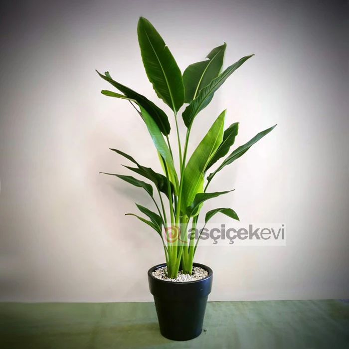 Strelitzia - Cennet Kuşu