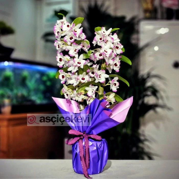 Kokulu Dendrobium Orkide