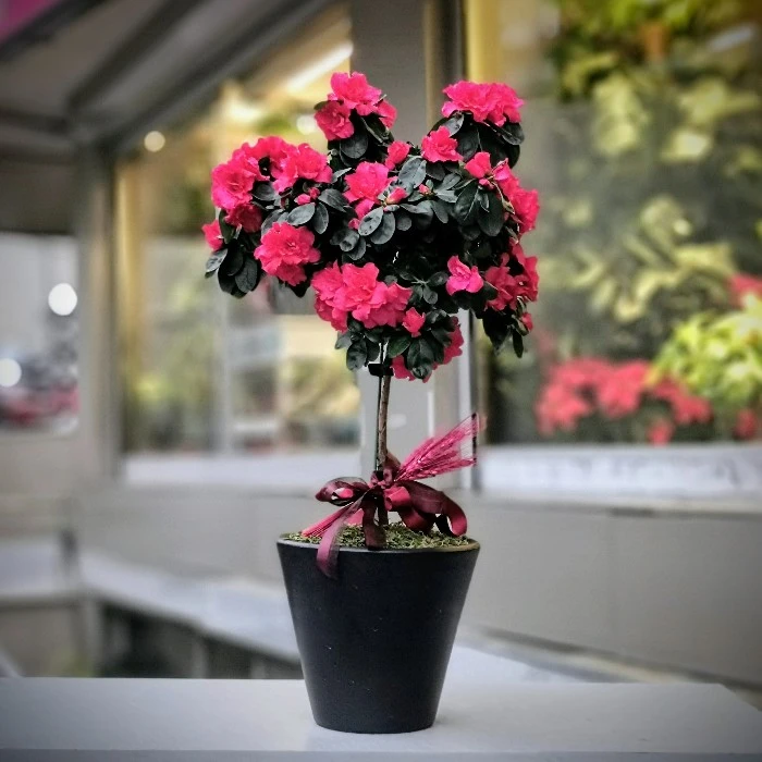 Baston Açelya Çiçeği