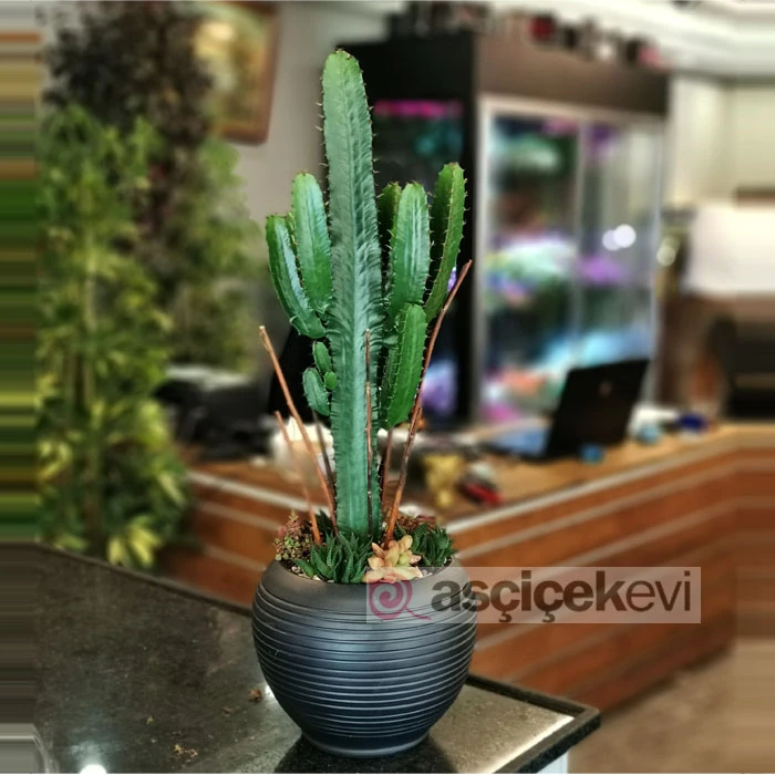 Eforbia Kaktüs ve Sukkulentler