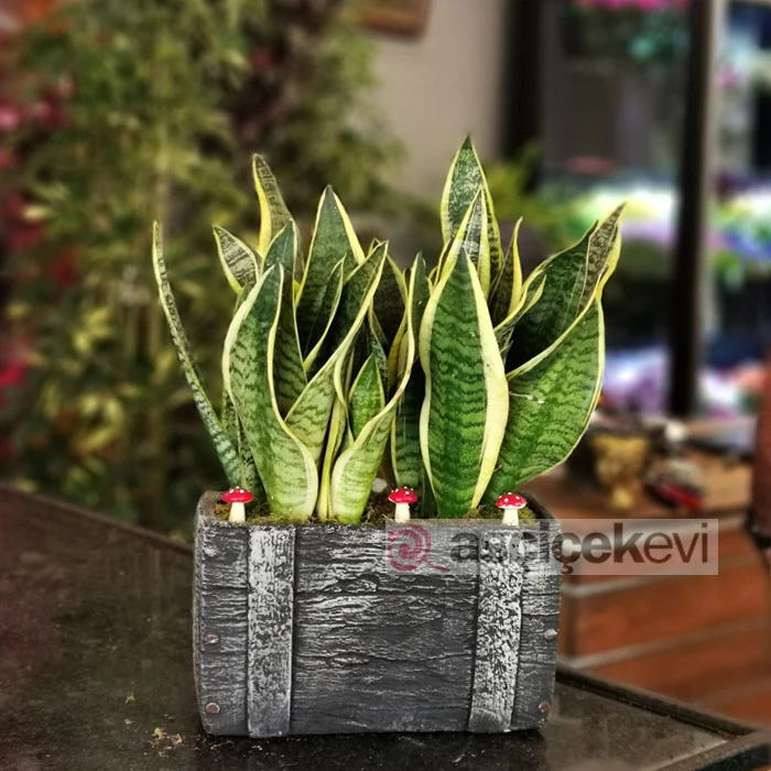 Sanseveria Kılıç Çiçeği