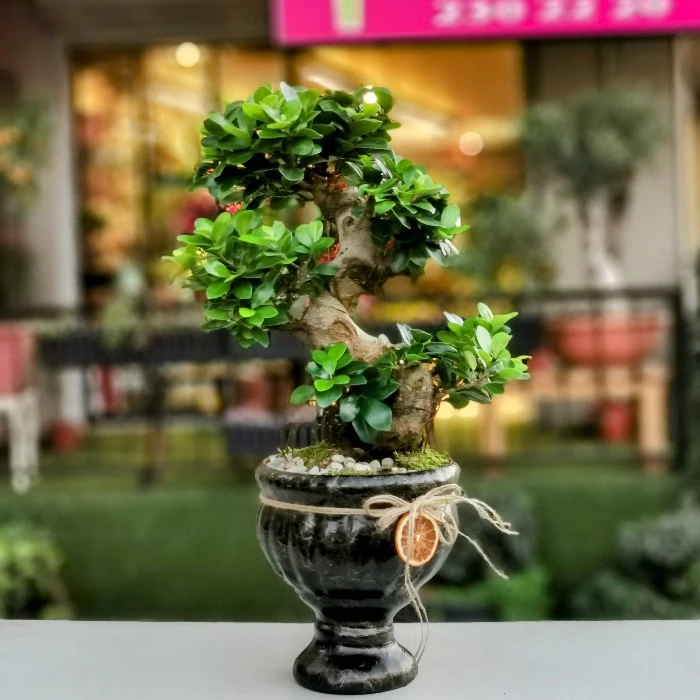 Ficus Ginseng Bonsai