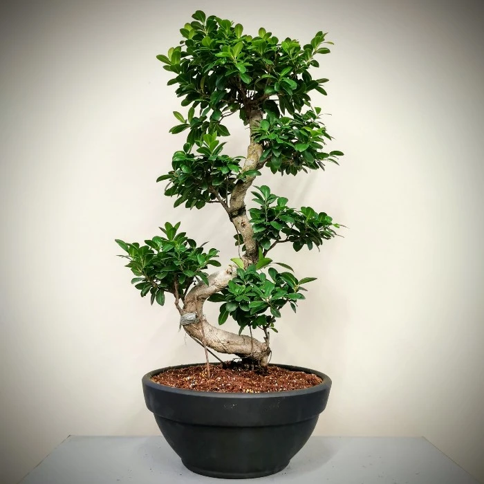 Ginseng Bonsai - 100cm