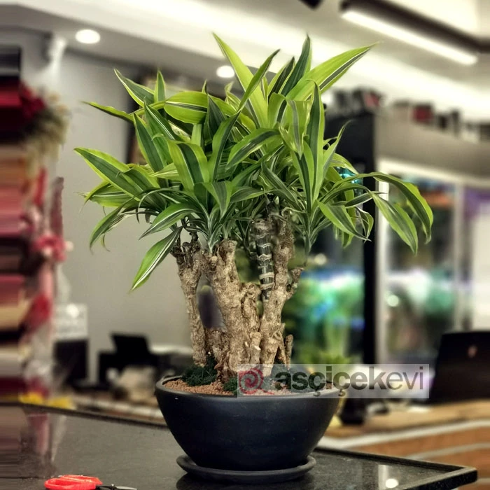 Dracaena Fragrans - Lemon Lime-