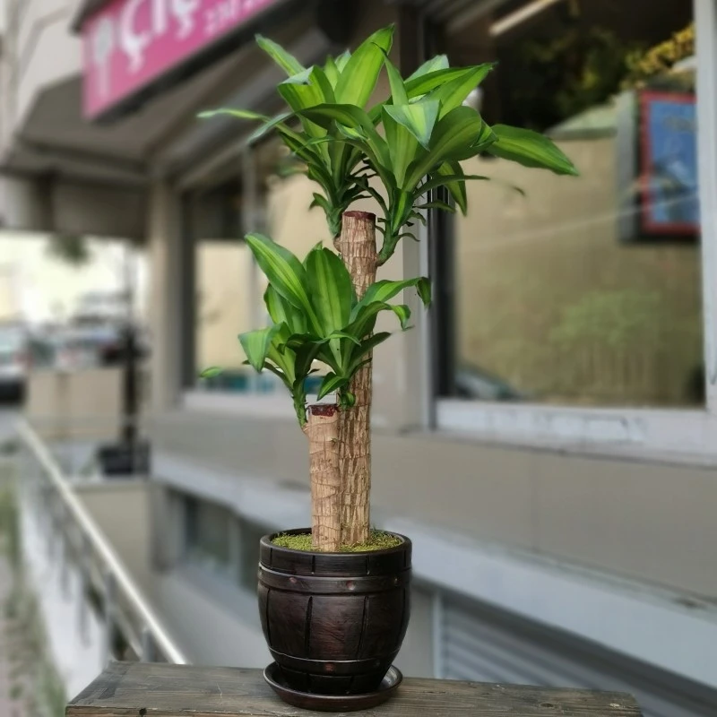 İki Köklü Massengena