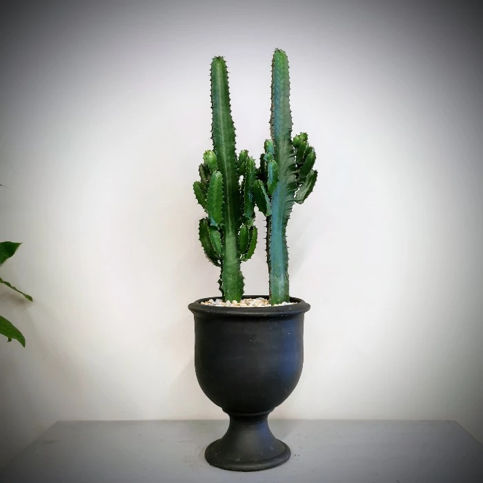 Euphorbia Trigona Cactus