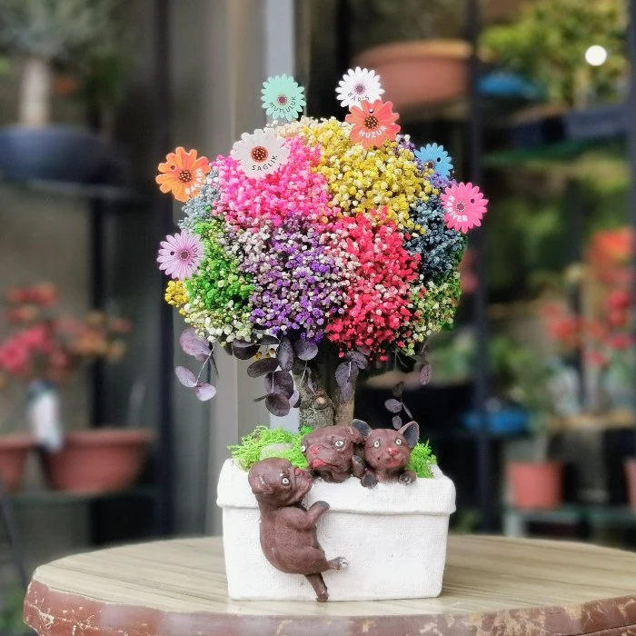 Cipsofilya Dilek Ağacı