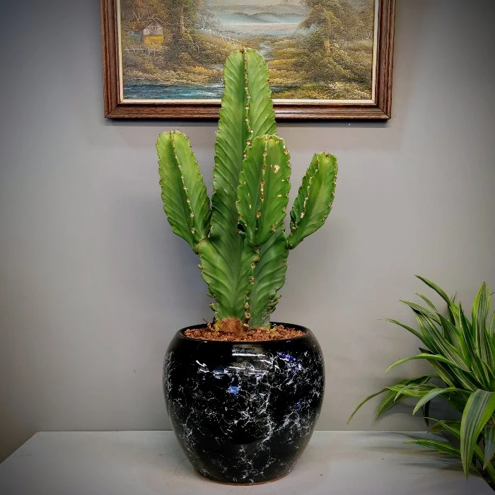 Euphorbia İngens Kaktüs