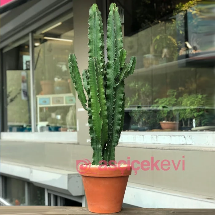 Euphorbia Trigona