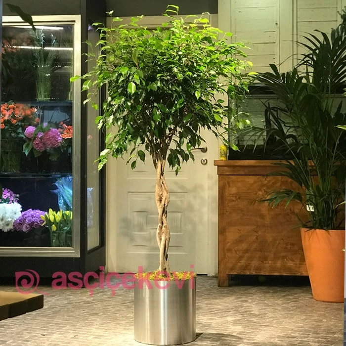 Burgulu Ficus Benjamin