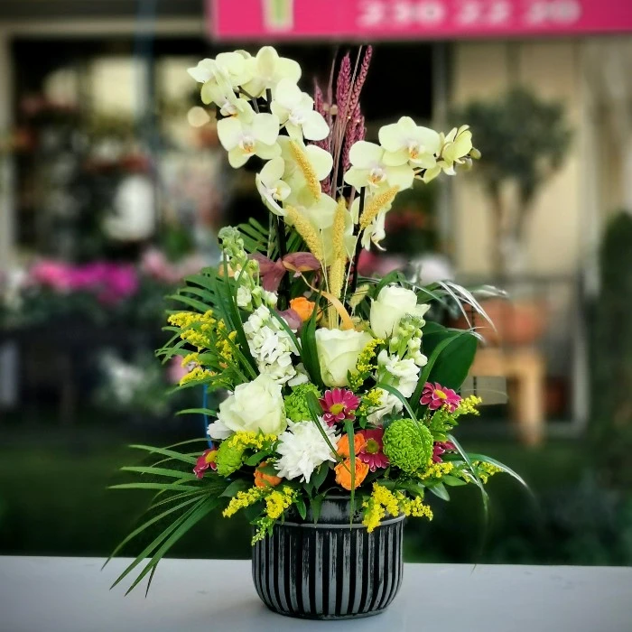 Miraflore - Sarı Orkide