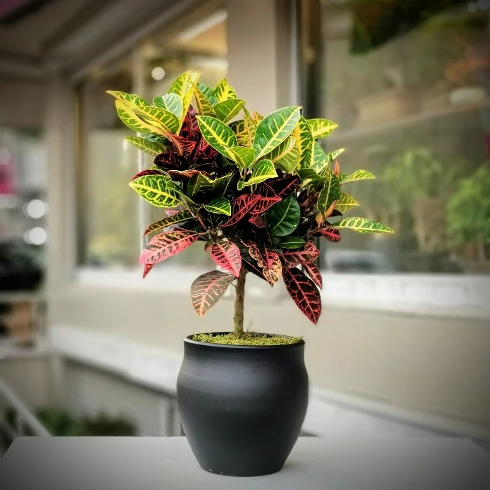 Croton Petra