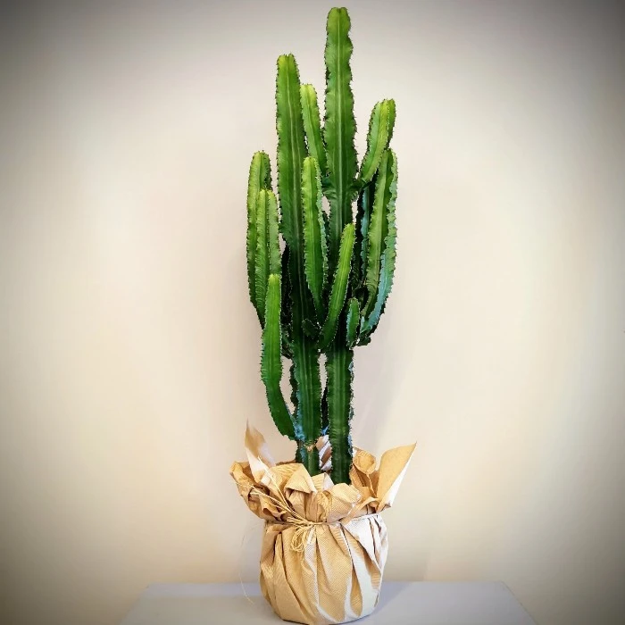 Euphorbia Trigona Kaktüs