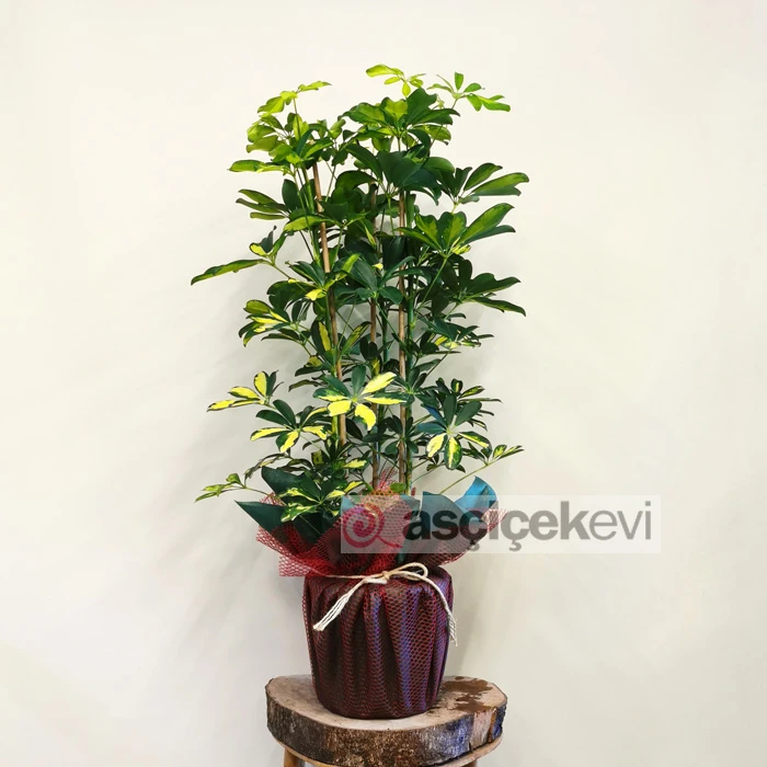 3 Köklü Schefflera Bitkisi
