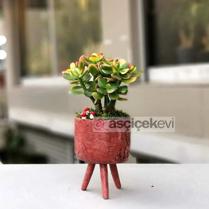Crassula Hobbit
