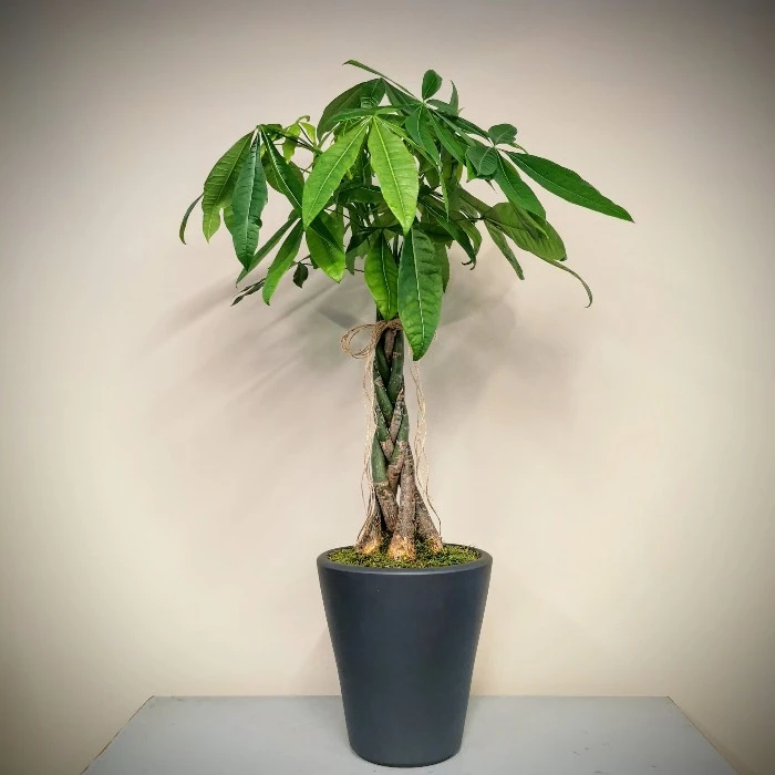 Bereket Ağacı - Pachira