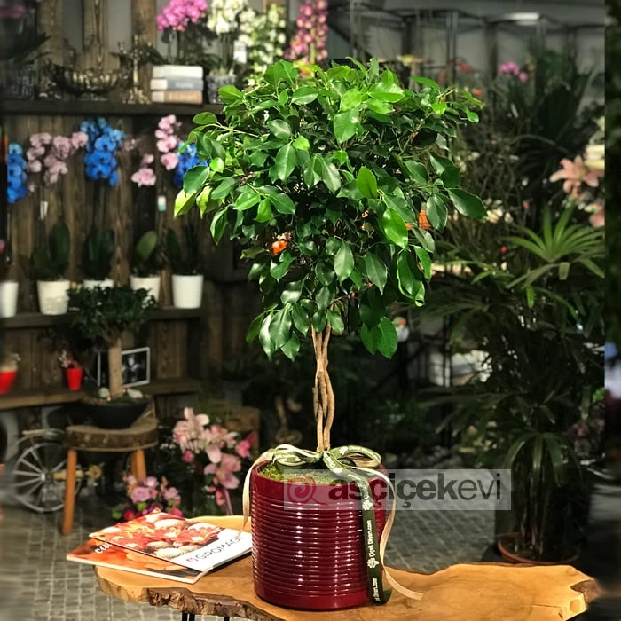 Saç Örgülü Ficus Benjamin