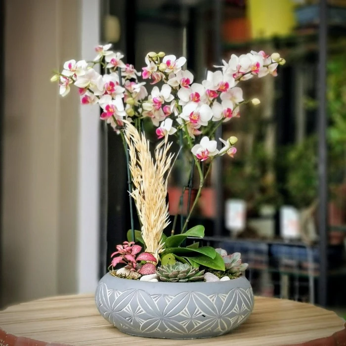 Anadolu Hisarı Orkide