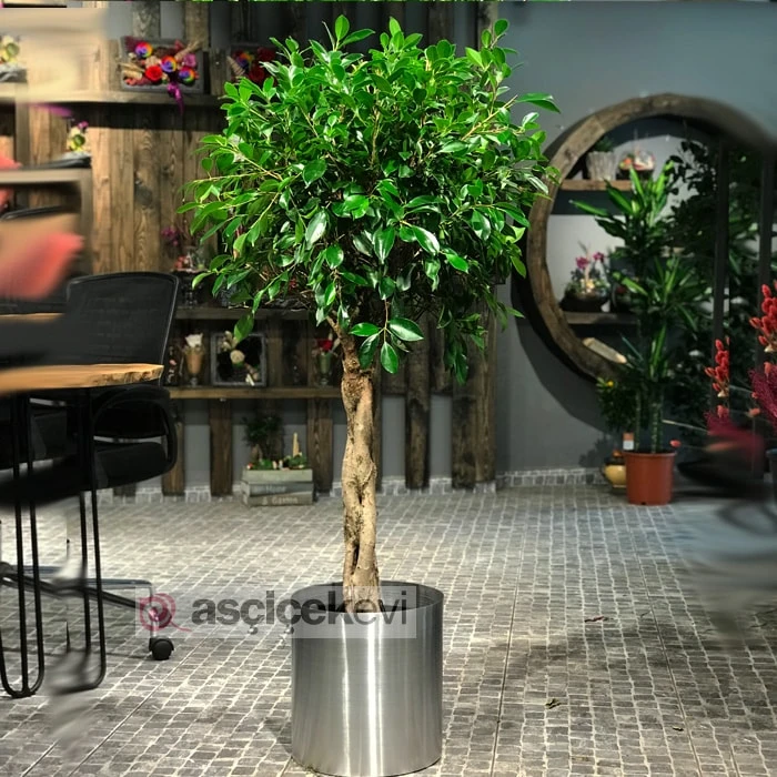 Ficus Nitida