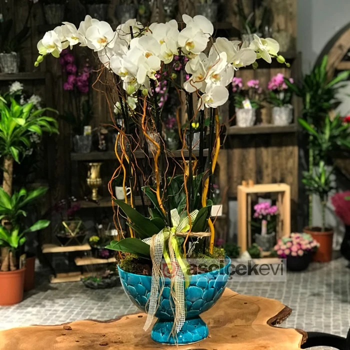 6 Dallı Beyaz Orkide