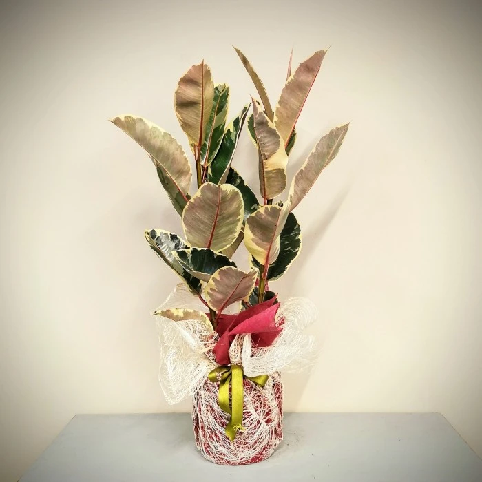 Ficus Elestica Beliza