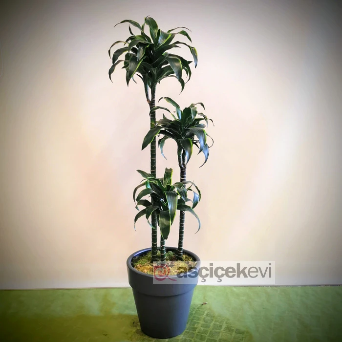 Dracena Dorado