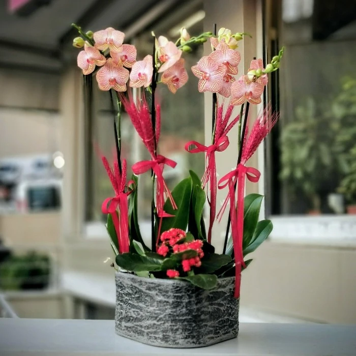 Golden Leopard Orkide