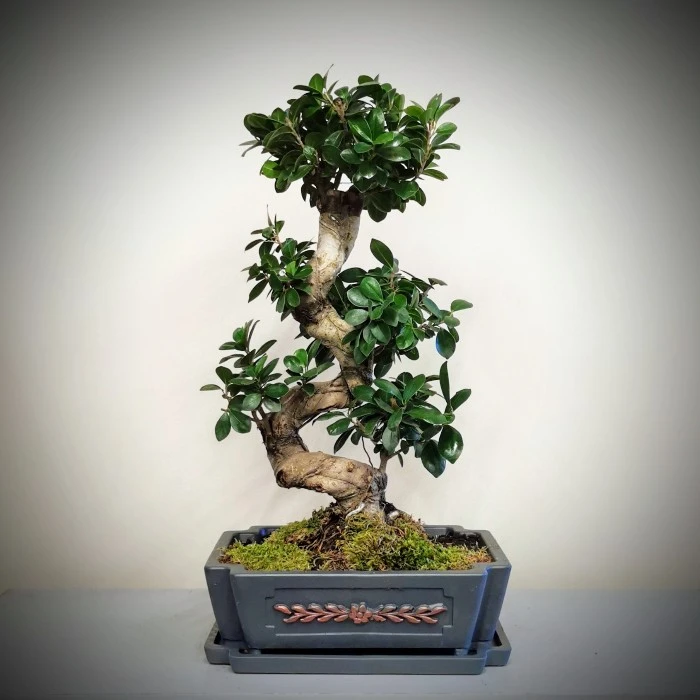 Ginseng Bonsai