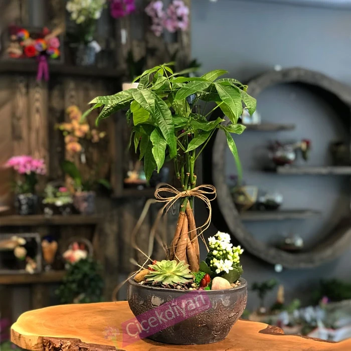 Küçük Pachira Bonsai