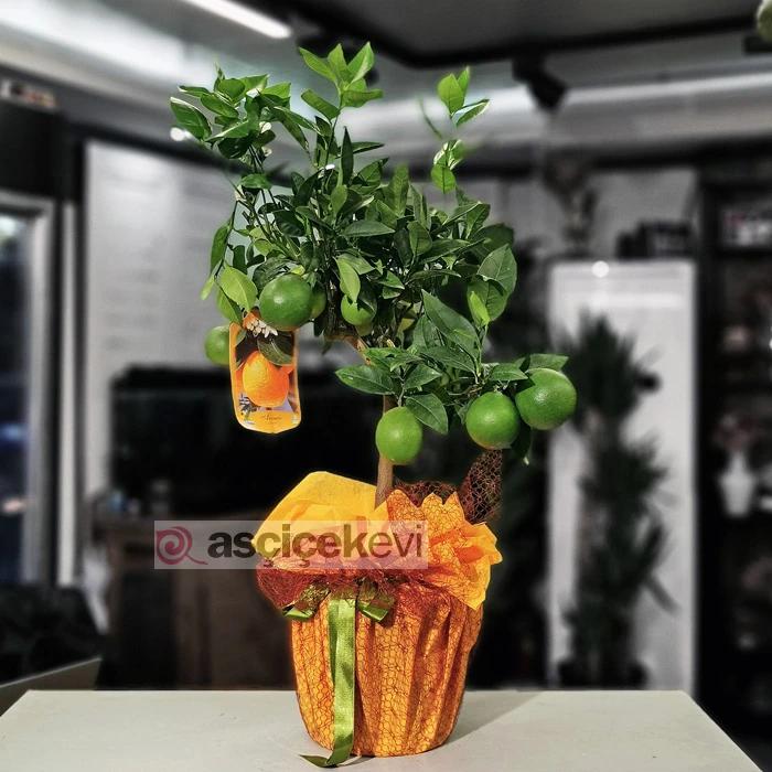 Minyatür Portakal Ağacı