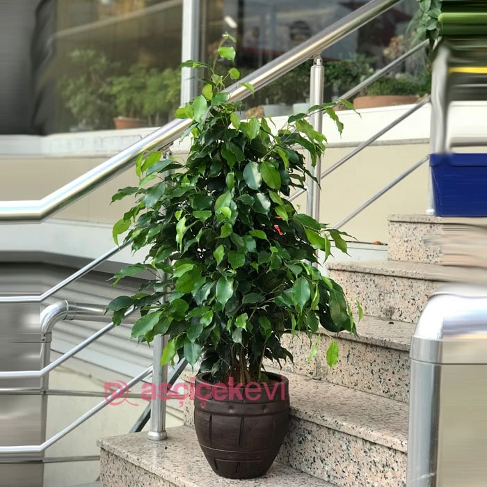 Ficus Benjamin