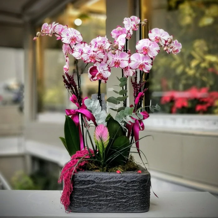 4 Dallı Magic Art Orkide