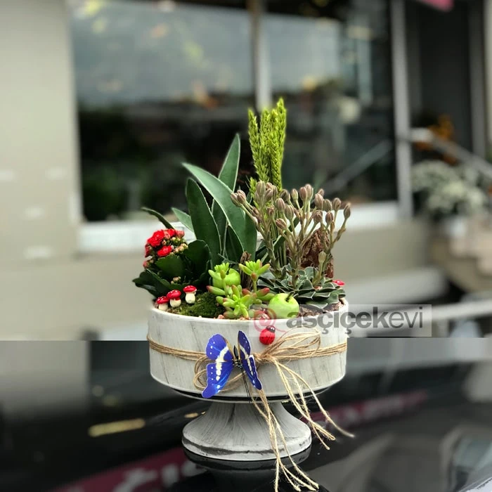 Sukkulentler ve Kelebek