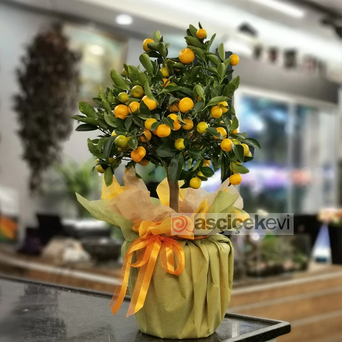 Minyatür Mandalina Ağacı