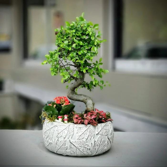 Bonsai ve Phitonia