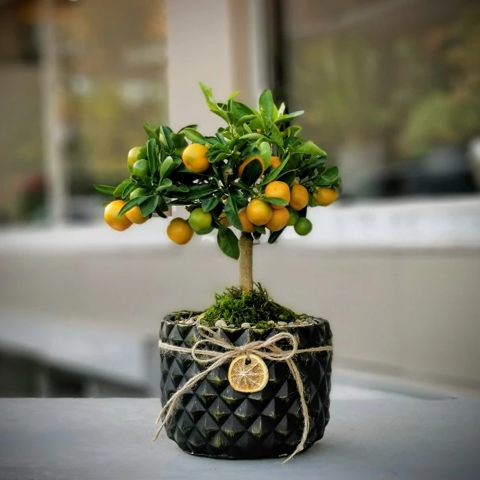 Mandalina Bonsai