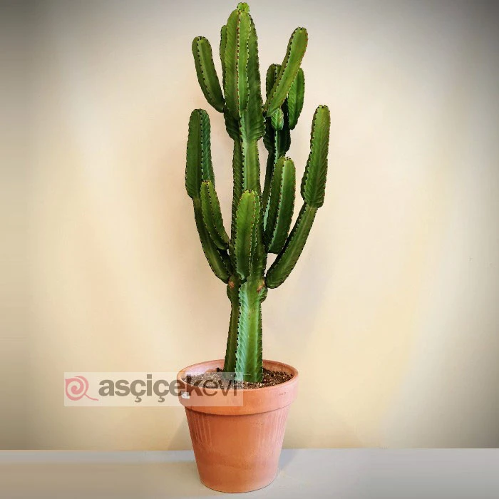 Eforbia İngens Kaktüs