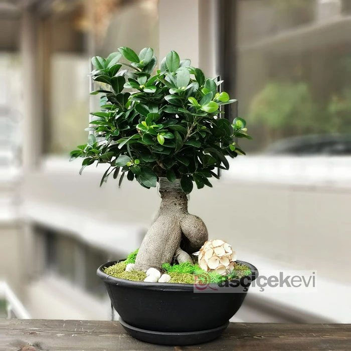 Ficus Ginseng Bonsai