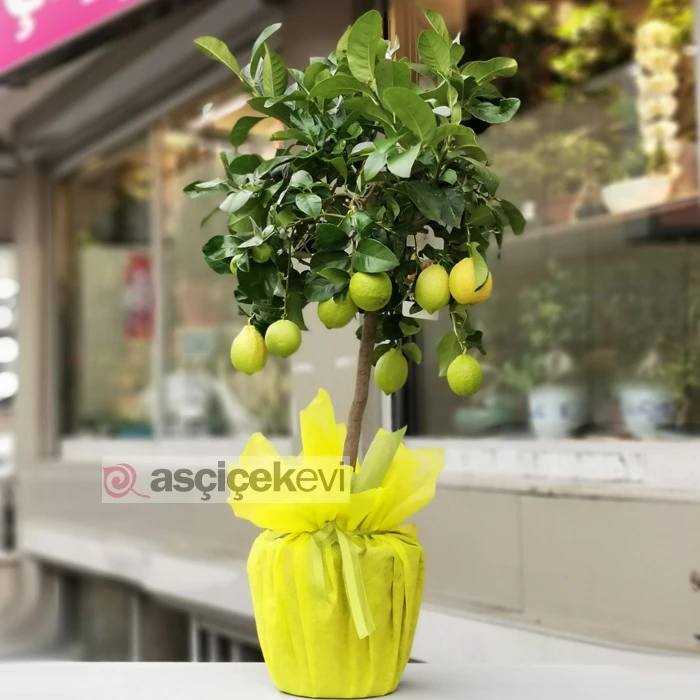 Limon Ağacı