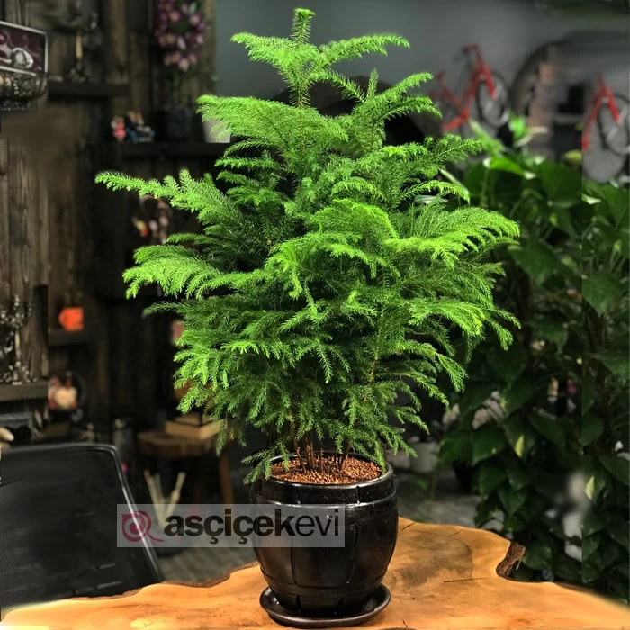 Araucaria Çam Ağacı