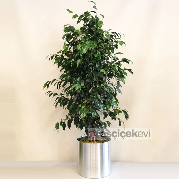 Ficus Benjamin