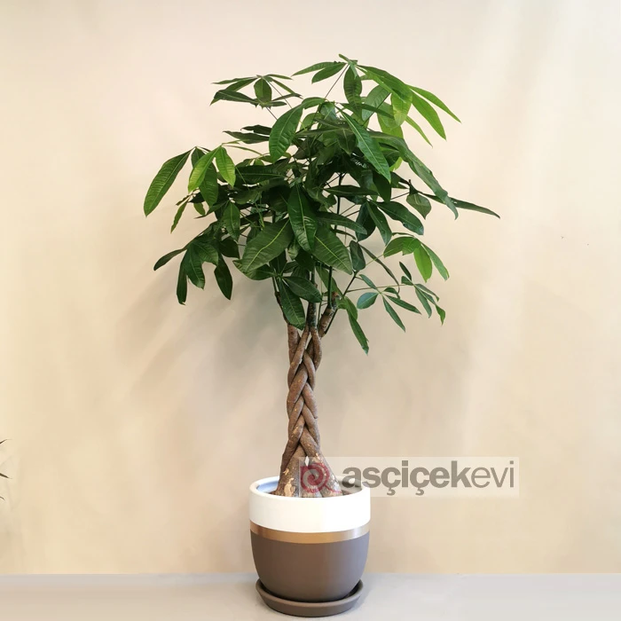 Pachira - Para Ağacı