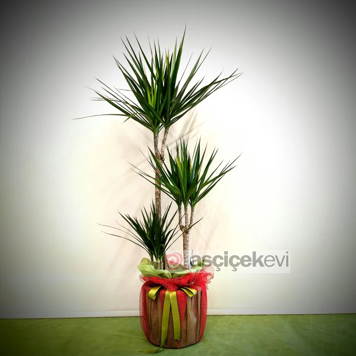 3 lü Marginata Bitkisi