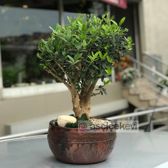 Zeytin Bonsai