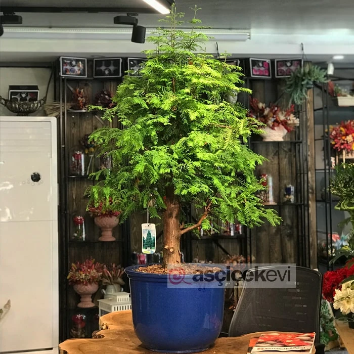 Büyük Larex Bonsai