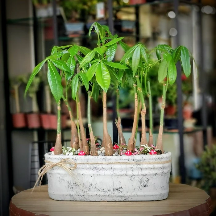 Para Ağacı Orman Bonsai