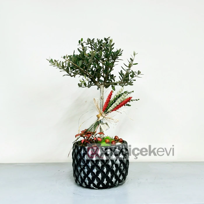 Minyatür Zeytin Ağacı