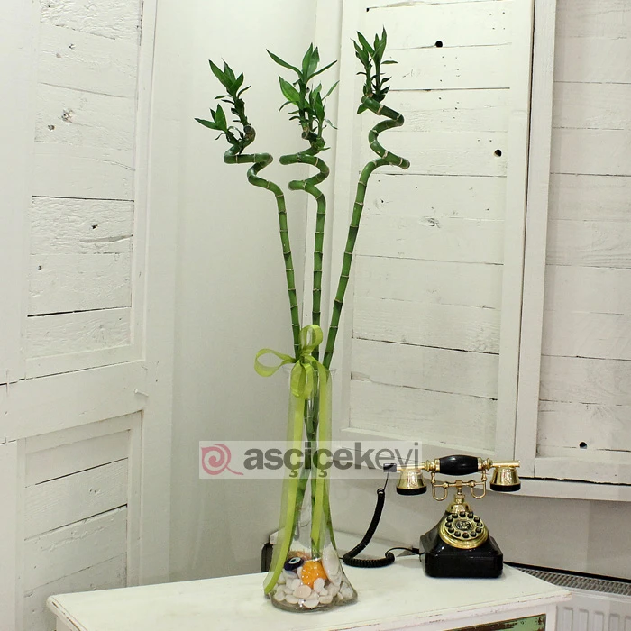 Mutluluk, Bolluk ve Uzun Ömür